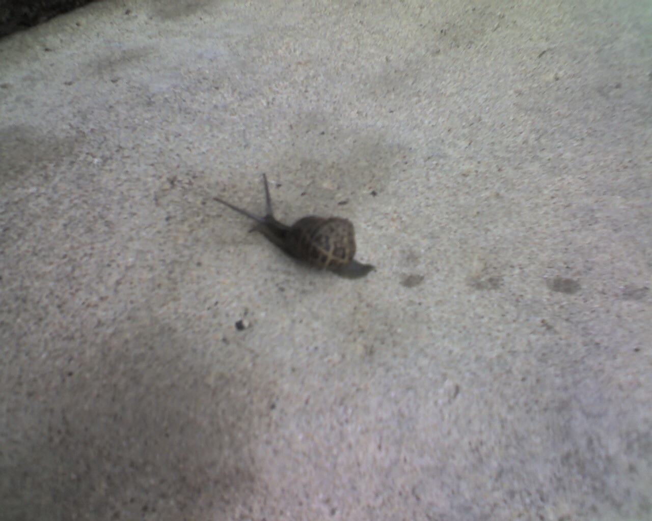 700p-example-snail.jpg - PalmInfocenter.com Image Detail