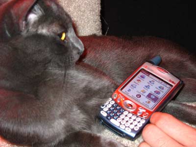 Cats & Palm Treo