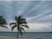 Palm Clouds