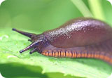 slug