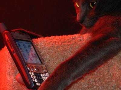 Cats & Palm Treo