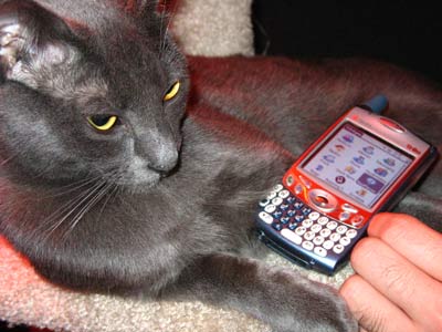 Cats & Palm Treo