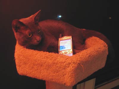 Cats & Palm Treo